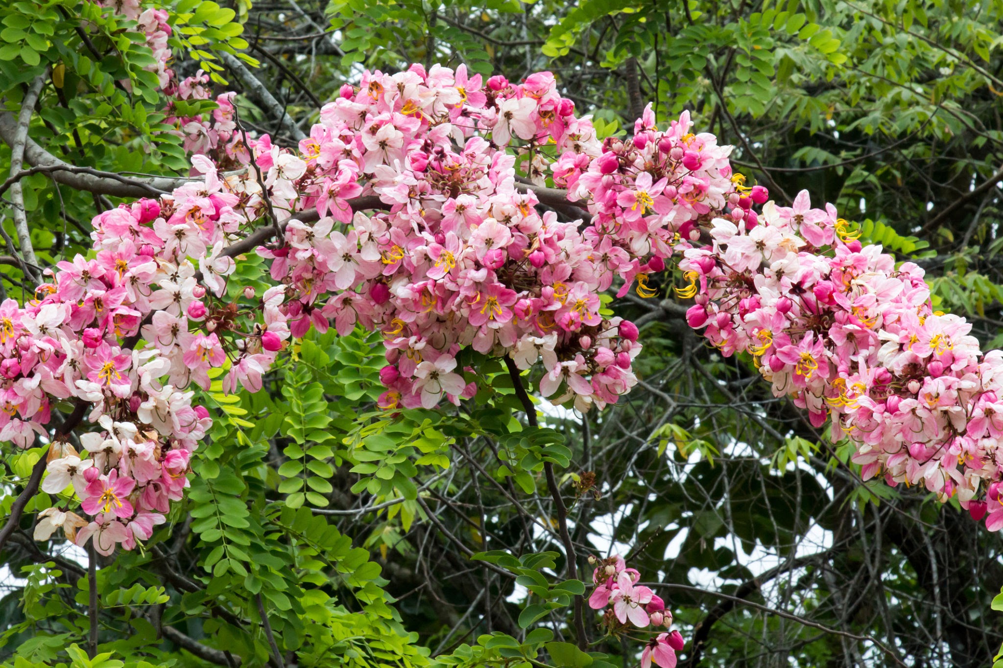 Pink Shower Tree